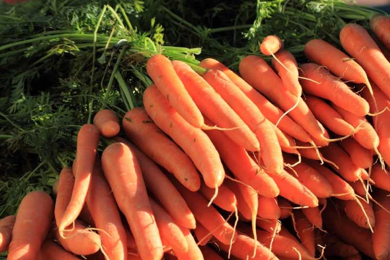 Хитрая посадка моркови: семена, бутылка — и корнеплоды даже прореживать не нужно. Минимум возни, отличный урожай.