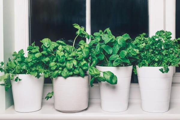 Как выращивать на подоконнике томаты, перец и разнообразную зелень даже зимой. Огород на подоконнике или балконе